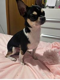Chihuahua Toy maschietto per monta