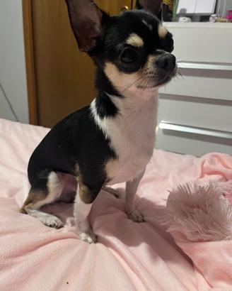 Chihuahua Toy maschietto per monta