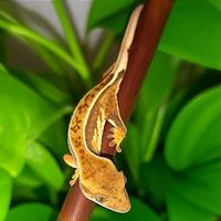 Baby geco Ciliatus maschio Tricolor Fullpin, teca