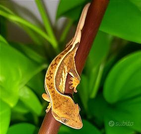 Baby geco Ciliatus maschio Tricolor Fullpin, teca