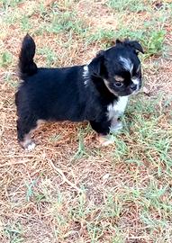 Chihuahua pelo lungo