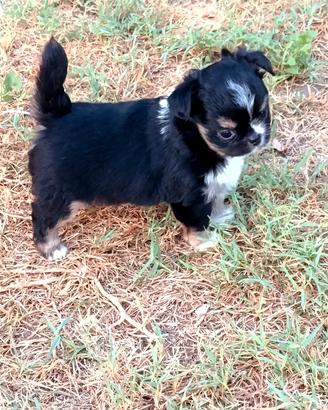 Chihuahua pelo lungo