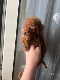 Barboncini minitoy teacup