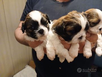 Cuccioli di shih Tzu