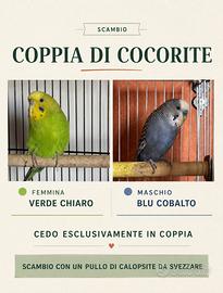Cocorite puglia
