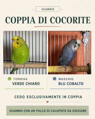 Cocorite puglia