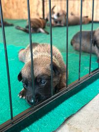 Cuccioli pastore belga malinois