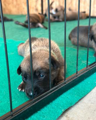 Cuccioli pastore belga malinois