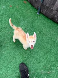 Husky pedigree