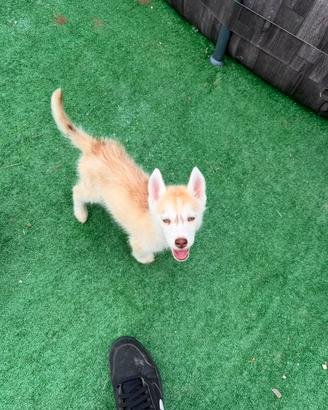 Husky pedigree