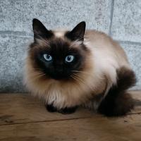 Gatto siamese adulto