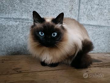 Gatto siamese adulto