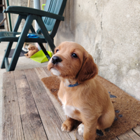 Setter irlandese