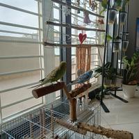 Pappagallino Cocorita maschio