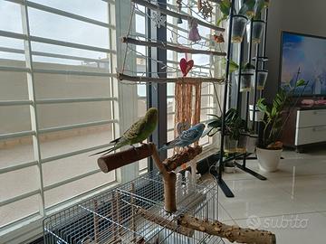 Pappagallino Cocorita maschio