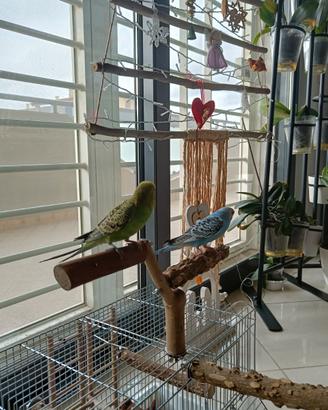 Pappagallino Cocorita maschio