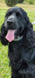 Cocker spaniel disponibile per monta