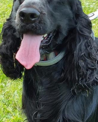 Cocker spaniel disponibile per monta