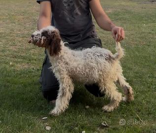 Lagotto