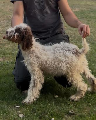 Lagotto