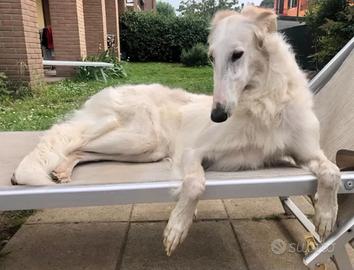 Borzoi femmina per accoppiamento, monta
