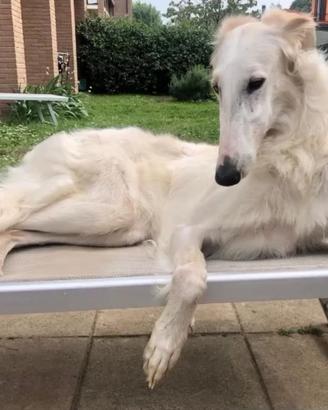 Borzoi femmina per accoppiamento, monta