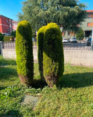 Cipressi