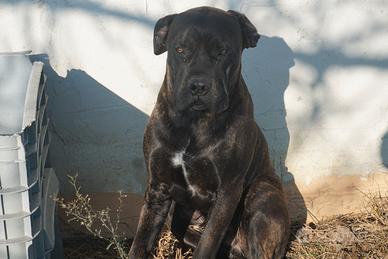 Kong, Cane Corso 9 mesi