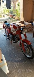 ala verde aermacchi Harley Davidson 