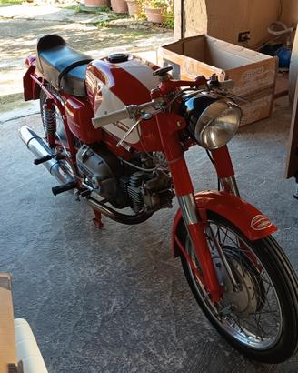 ala verde aermacchi Harley Davidson 