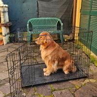 Kennel Cane taglia grande e media