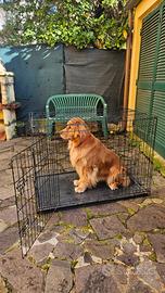 Kennel Cane taglia grande e media