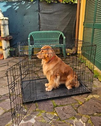 Kennel Cane taglia grande e media