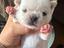 Immagine 4