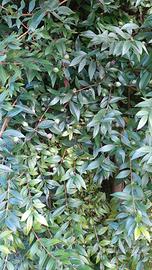 Piante di mirto Sardo