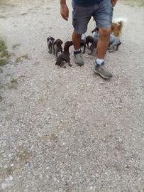 Cuccioli di dradar