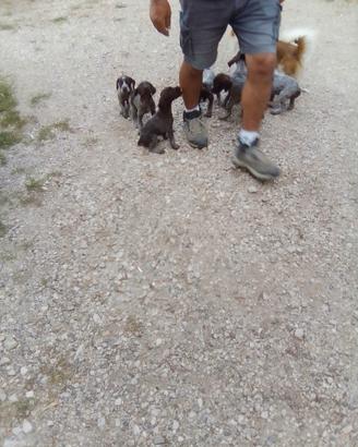 Cuccioli di dradar