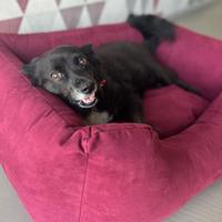Cuccia cane NUOVA - sfoderabile, made in italy