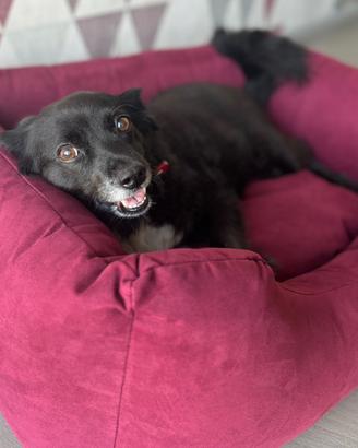 Cuccia cane NUOVA - sfoderabile, made in italy