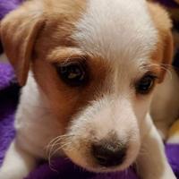 Bassotto nano e Jack Russell zampa corta