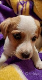 Bassotto nano e Jack Russell zampa corta