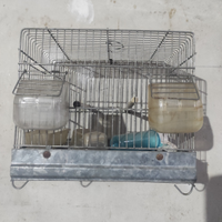 Gabbie canto, esposizione