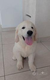 Cucciolo di Golden Retriever