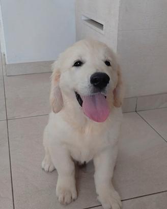 Cucciolo di Golden Retriever