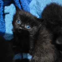 Cuccioli gatti simil- Scottish