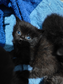 Cuccioli gatti simil- Scottish