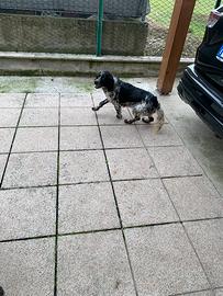 Vendita Setter inglese