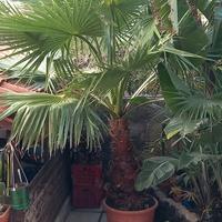 Palma Washington filifera 