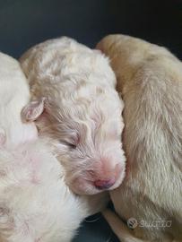 Cuccioli di maremmano (linea pastorale)
