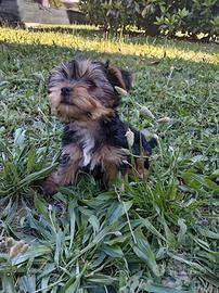 Cuccioli di yorkshire terrier